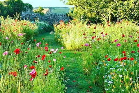 How To Create Your Own Meadow — The Experts Guide Wild Flower Meadow