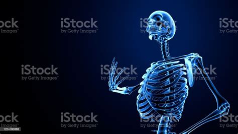 Male Human Skeleton Anatomy 3d Render Stock Photo Download Image Now