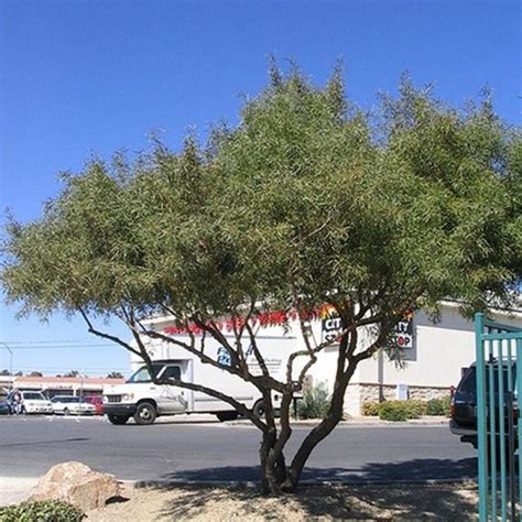 During hot weather, the amount of water requires for larger trees is considerably more than when growing during 90 f weather. Star Nursery Garden Center's Plant Library | Trees