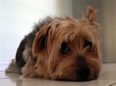 They do not bark frequently. Australian Silky Terrier - Dogs breeds | Pets