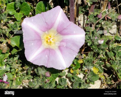 Pink And White Flower Of Sea Bindweed Calystegia Soldanella Herm