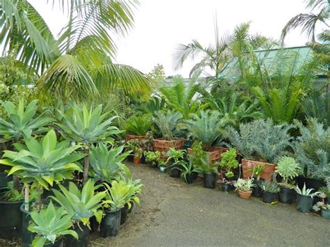 Palm Tree Nursery San Diego California