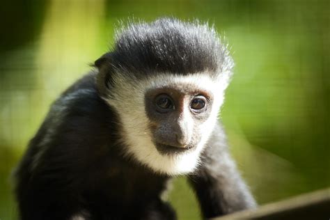 Baby Colobus Monkey Closeup Eric Kilby Flickr