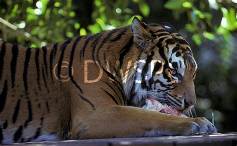 Bengal Tiger Eating Raw Meat