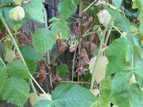 It looks like they start turning red first, then eventually they end up yellow with hints of red. Summer raspberry plants - leaves yellowing... browning ...