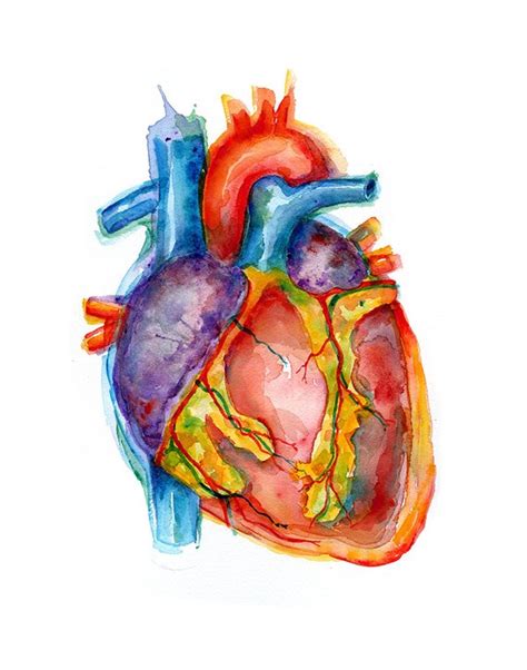 Vibrant Anatomical Heart Watercolor Art Print Anatomy Art Heart