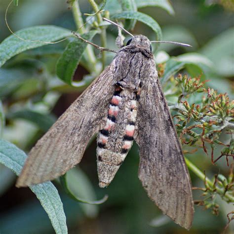 Convolvulus Hawk Moth Agrius Convolvuli Found This Littl Flickr