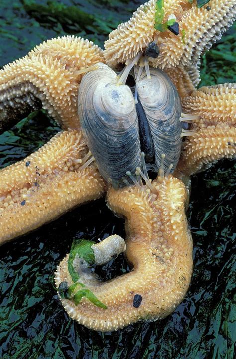 Starfish Eating Clam Photograph By Kevin Adams Pixels