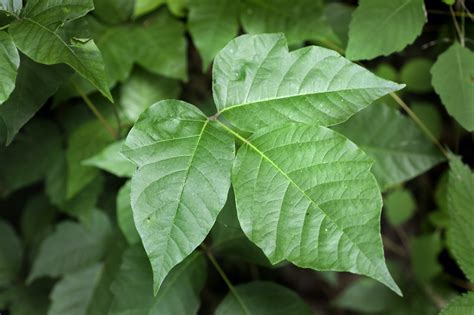 Natural Remedies For Poison Ivy Lindsey Elmore