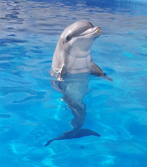 Pinterest Elga Sulejmani Baby Dolphins Underwater Animals Water