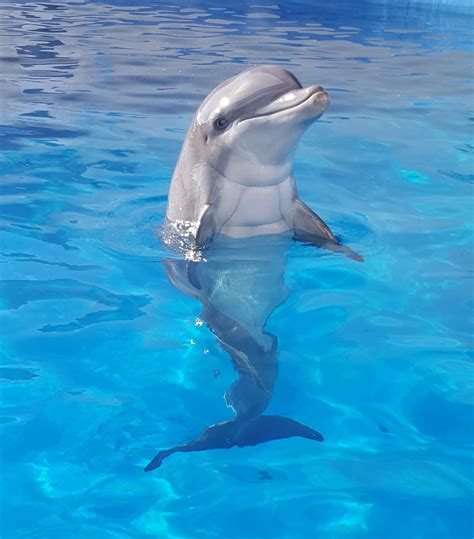 See baby dolphin stock video clips. Pin on Animal Pictures