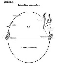 Public Domain Picture This Diagram Depicts The Various Stages In The