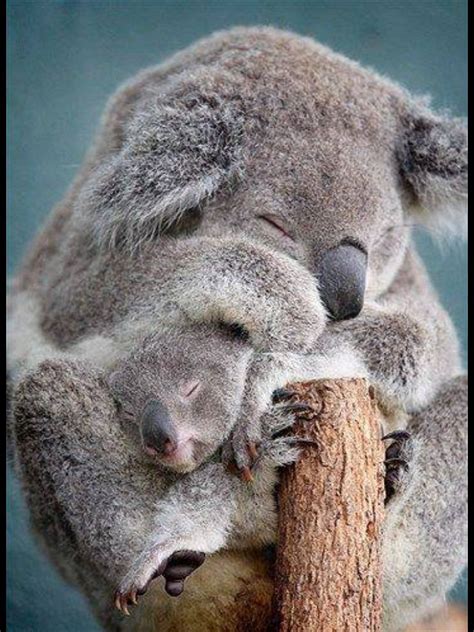 Amazing Wildlife Sleeping Koala Bear And Baby Photo Koalas Mother