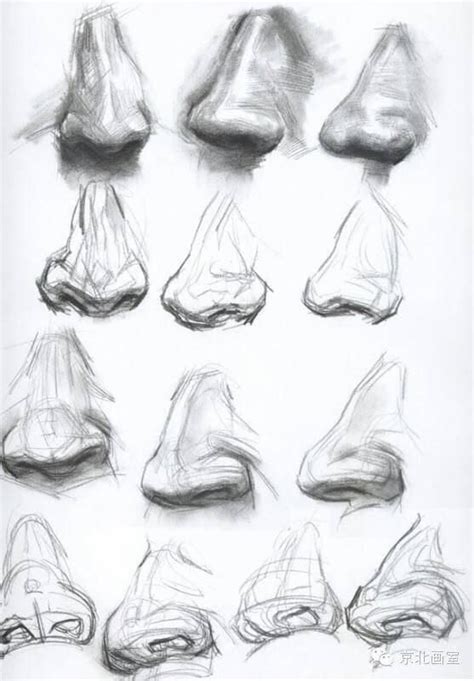 Update More Than 76 Nose Anatomy Sketch Latest Ineteachers