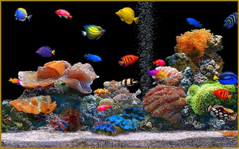 Aquarium Backgrounds, Wallpapers, Images, Pictures Design Trends 1920×