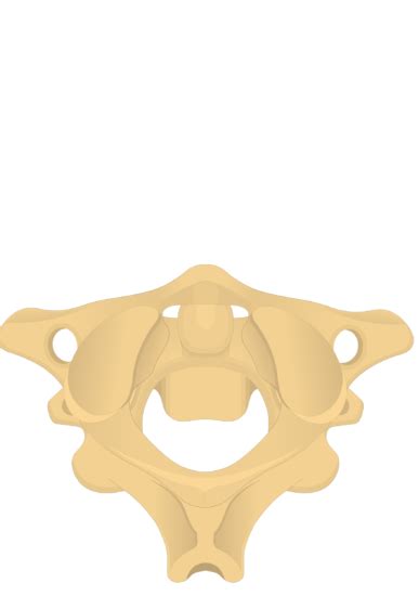 Axis Bone Anatomy