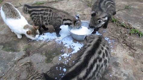 African Civet Cats' Feeding Frenzy - YouTube