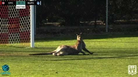 Kangaroo Interrupts Soccer Game Plays Goalie Youtube