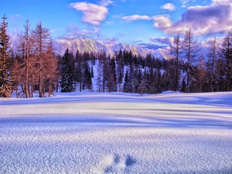 Scenic Mountain Winter Landscape With Footprints Covered With Fresh