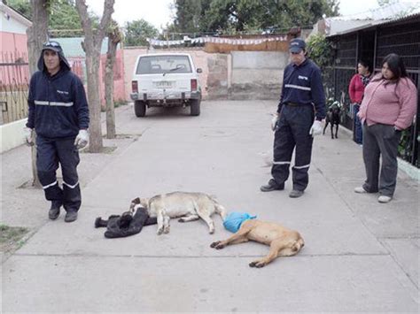 El Pórtico Información en estado puro Otra matanza de perros horroriza a Córdoba