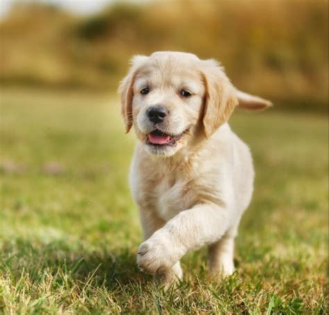 Golden Retriever Puppies For Sale Petswall