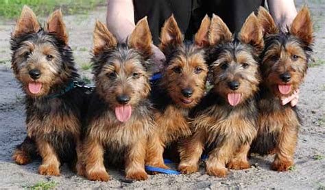 Kitchen equipment australian terrier breeders. breeds of dogs, breed of dog, breeds of dog, list of dog ...