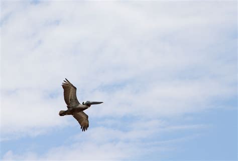 Pelícano Pájaro Volador Foto Gratis En Pixabay Pixabay