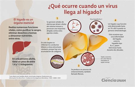 INFOGRAFÍA Amenazas para tu Hígado Ciencia UNAM