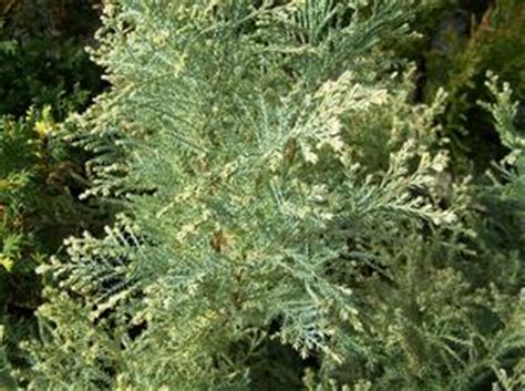 Attractive during all seasons, this hardy sawara cypress provides unusual texture in the garden and looks charming as a formal accent. Chamaecyparis pisifera 'Mikko' Sawara Cypress from Quackin ...