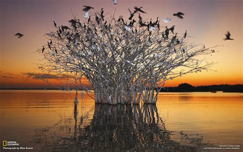 Flickr photos, groups, and tags related to the photo+of+the+day flickr tag. Pantanal wetlands of the birds-National Geographic-Photo ...