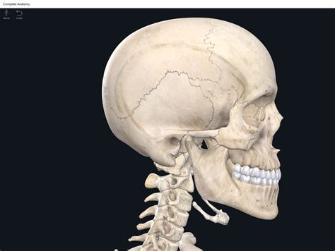 Human Body With Bones