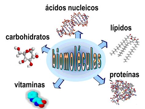 BiomolÉculas¿qué Son Características Tipos Función Importancia