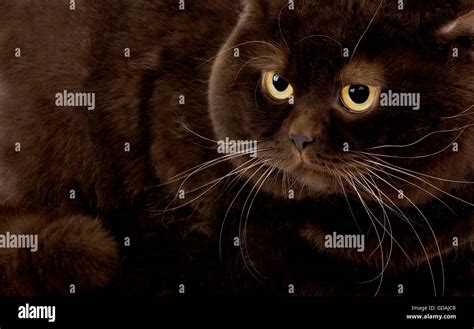 Chocolate British Shorthair Domestic Cat Male Stock Photo Alamy