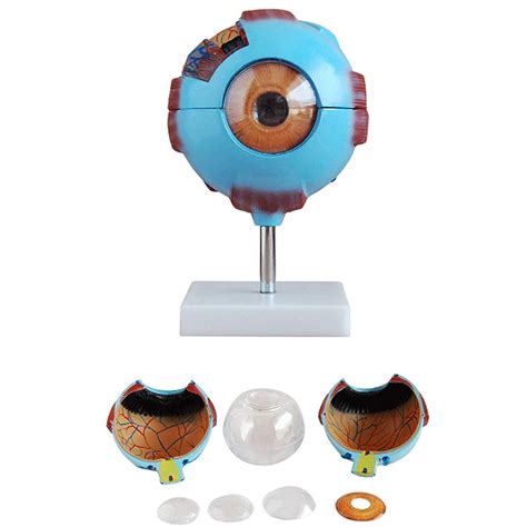 Buy Human Eye Model 6x D Eyeball Anatomy Anatomical Model