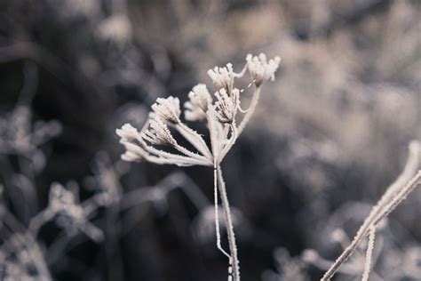Frosty Rime Bild And Foto Von Merle Photography Aus Bokeh Colorfoto