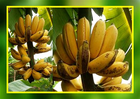 Pasalnya, buah yang memiliki nama latin musa sp. Budidaya Pisang Raja Bagus | KampusTani.Com
