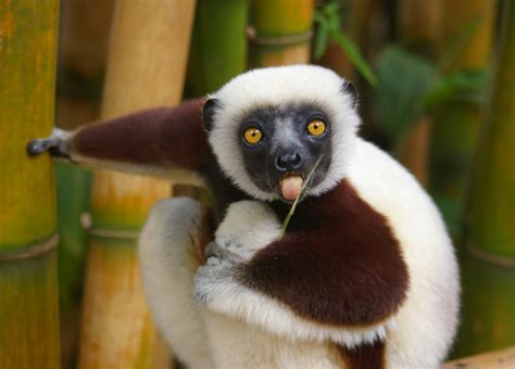 27 Pairs Of Staring Cute Lemurs Eyes
