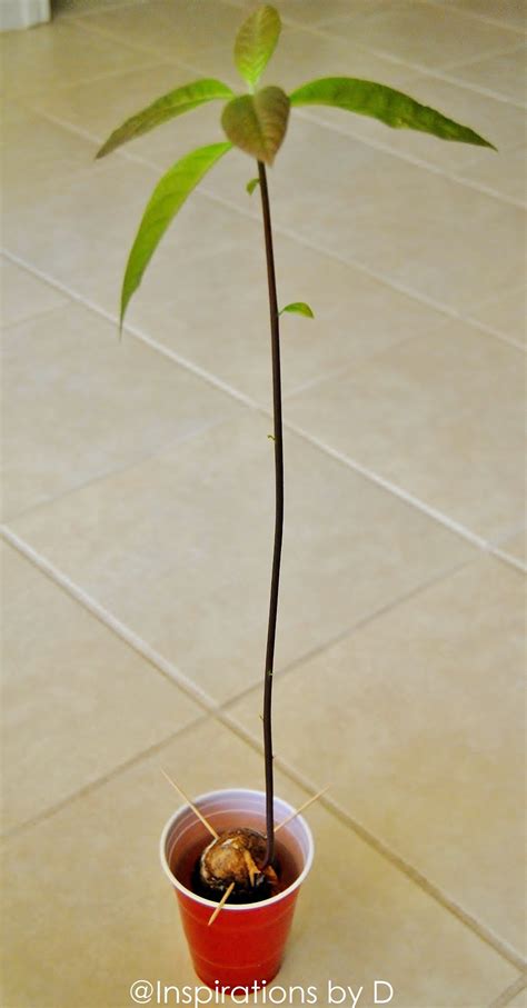 If you want your tree to produce fruit you will have to pollinate yourself, since indoor avocado trees grown from seeds won't produce fruit unless you. Inspirations by D: How to Grow an Avocado Plant from Seed