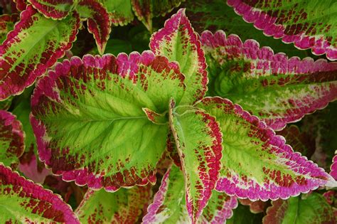 Coleus Loved For Its Dramatically Variegated Leaves Charismatic