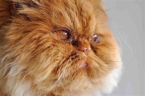 Common misnomers include adenitis, hyperplasia, adenoma of the gland of the third eyelid; Red Eye in Cats - Symptoms, Causes, Diagnosis, Treatment ...