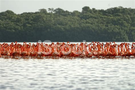 Flock Of Greater Flamingos Stock Photo Royalty Free Freeimages