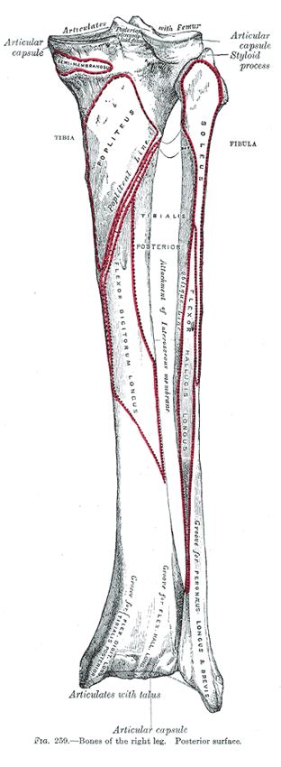 Anterior muscles of the lower leg, lateral fibularis group and posterior muscles of the lower le. The Tibia - Human Anatomy | Human anatomy, Anatomy, Body ...