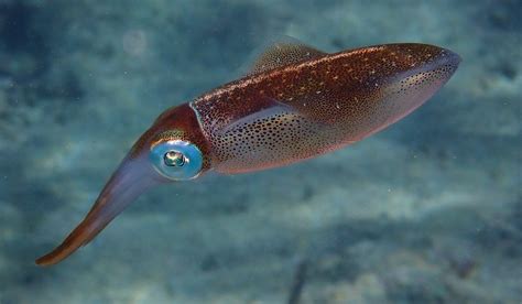 Caribbean Reef Squid About Sepioteuthis Sepioidea Snorkel Things