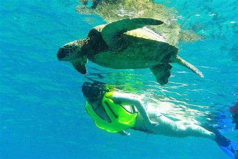 North Shore Turtle Cove Guided Snorkeling Tour Provided By Hawaii Real
