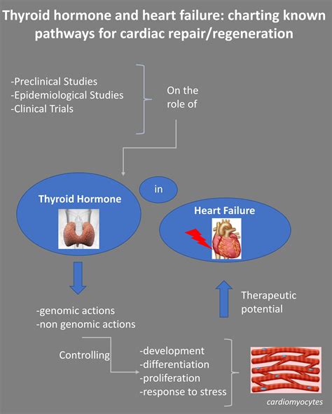 Biomedicines Free Full Text Thyroid Hormone And Heart Failure