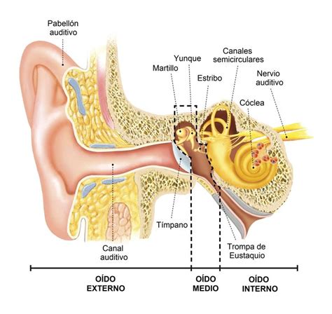 Sonido Oído externo Materiales didacticos Nervio auditivo