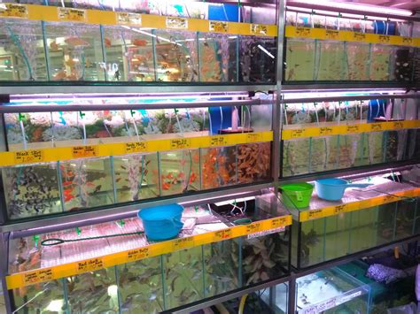Jual ikan mas koki import thailand. Wanz Ramli Blog: Ikan Hiasan : Kedai ikan Hiasan - Big Aeon