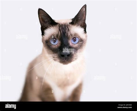 A Purebred Siamese Cat With Blue Eyes Looking At The Camera Stock Photo