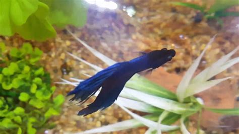 Dropsy in betta fish is typically caused by overfeeding, feeding inappropriate foods, and poor tank conditions. UPDATE! - Betta Fish Lovers - Dropsy CAN be cured!!! - YouTube