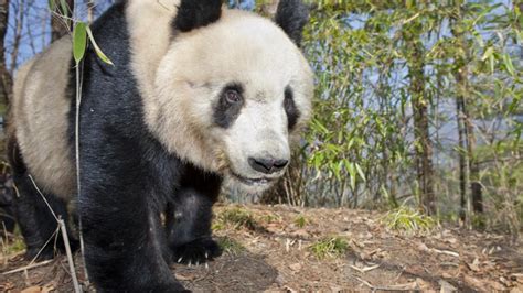 Bbc Earth The Truth About Giant Pandas